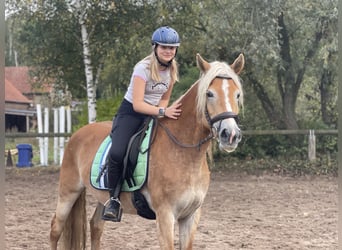 Haflinger, Jument, 9 Ans, 154 cm, Alezan