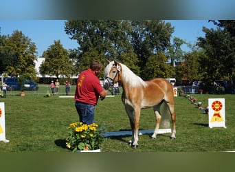 Haflinger, Jument, 9 Ans, 154 cm, Alezan