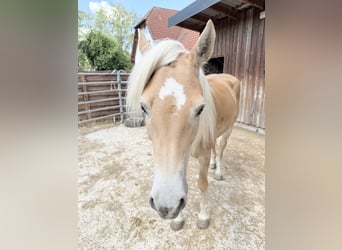 Haflinger, Jument, 9 Ans, 155 cm, Alezan