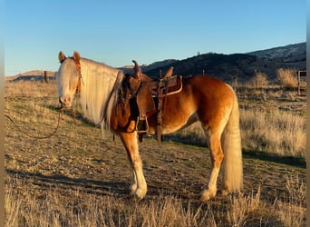 Haflinger, Jument, 9 Ans, Alezan brûlé