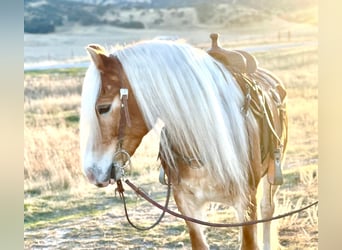 Haflinger, Jument, 9 Ans, Alezan brûlé