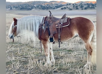 Haflinger, Jument, 9 Ans, Alezan brûlé