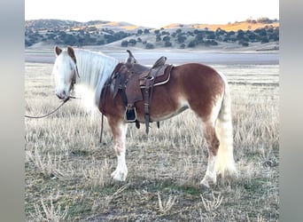 Haflinger, Jument, 9 Ans, Alezan brûlé