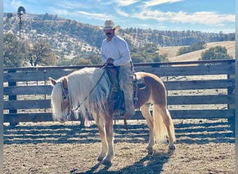 Haflinger, Jument, 9 Ans, Alezan brûlé