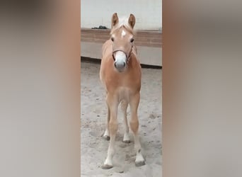 Haflinger, Jument, Poulain (05/2024), 127 cm, Alezan