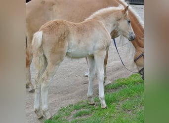 Haflinger, Jument, Poulain (04/2024), 148 cm