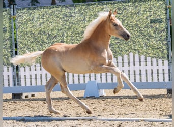 Haflinger, Jument, Poulain (04/2026), Alezan
