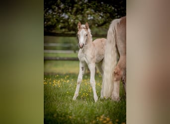 Haflinger, Jument, Poulain (04/2024), Alezan