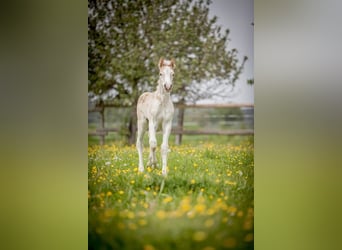 Haflinger, Jument, Poulain (04/2024), Alezan