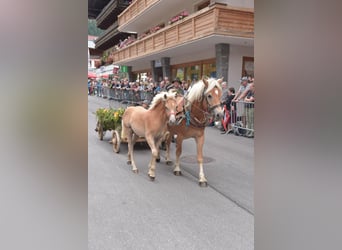 Haflinger, Jument, Poulain (04/2025), Alezan