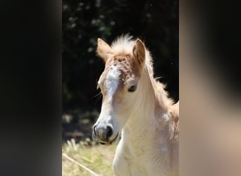 Haflinger, Jument, Poulain (04/2026), Alezan