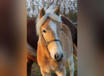 Haflinger, Jument, Poulain (03/2024)