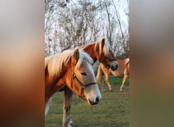 Haflinger, Jument, Poulain (03/2024)