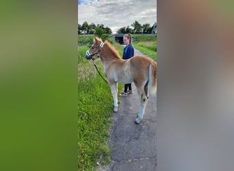 Haflinger Croisé, Jument, Poulain (04/2024), Palomino