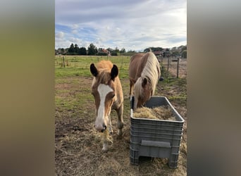 Haflinger Croisé, Jument, Poulain (04/2024), Palomino