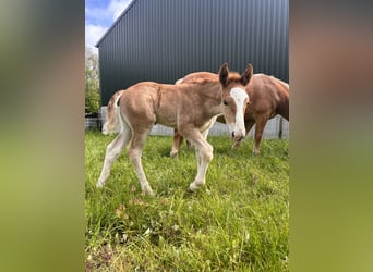 Haflinger Croisé, Jument, Poulain (04/2024), Palomino