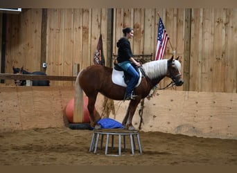 Haflinger, Mare, 10 years, 13.1 hh, Chestnut