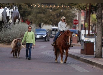 Haflinger Mix, Mare, 10 years, 13 hh, Chestnut