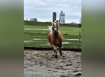 Haflinger, Mare, 10 years, 14.1 hh