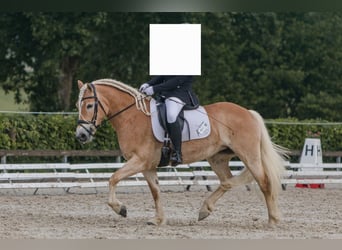 Haflinger, Mare, 10 years, 14.1 hh, Chestnut-Red