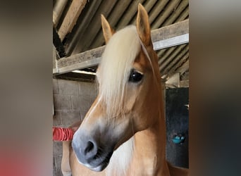 Haflinger, Stute, 10 Jahre, 14,1 hh, Fuchs