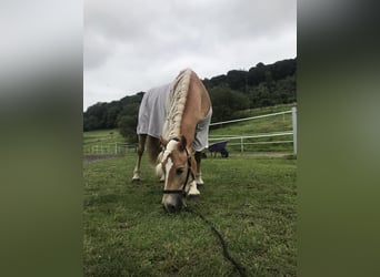 Haflinger, Mare, 10 years, 14.2 hh