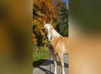 Haflinger, Mare, 10 years, 14.2 hh, Chestnut-Red