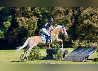 Haflinger, Mare, 10 years, 14.2 hh, Chestnut-Red