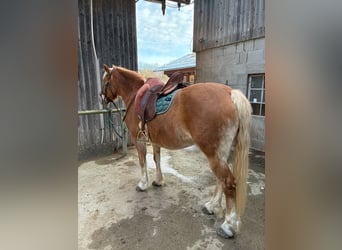 Haflinger Mix, Mare, 10 years, 14.2 hh, Chestnut-Red