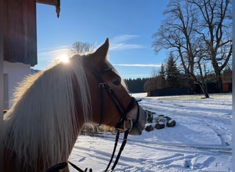 Haflinger Mix, Mare, 10 years, 14.2 hh, Chestnut-Red