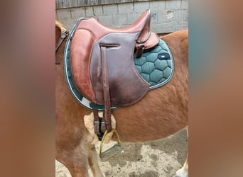 Haflinger Mix, Mare, 10 years, 14.2 hh, Chestnut-Red