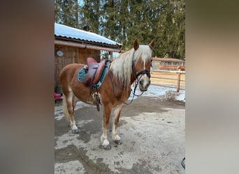 Haflinger Mix, Mare, 10 years, 14.2 hh, Chestnut-Red