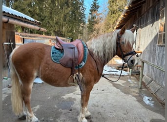 Haflinger Mix, Mare, 10 years, 14.2 hh, Chestnut-Red