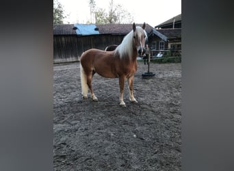 Haflinger Mix, Mare, 10 years, 14.2 hh, Chestnut-Red
