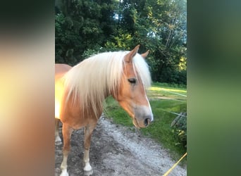 Haflinger Mix, Mare, 10 years, 14.2 hh, Chestnut-Red