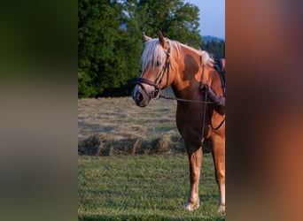Haflinger Mix, Mare, 10 years, 14.2 hh, Chestnut-Red