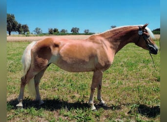 Haflinger, Mare, 10 years, 14.3 hh, Chestnut-Red