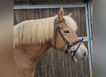 Haflinger, Mare, 10 years, 14,3 hh, Chestnut-Red