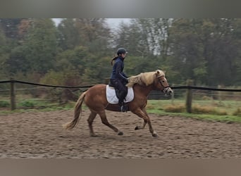 Haflinger, Mare, 10 years, 14,3 hh, Chestnut-Red