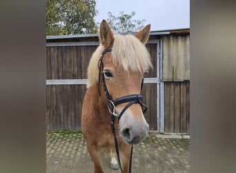 Haflinger, Mare, 10 years, 14,3 hh, Chestnut-Red