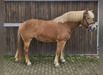 Haflinger, Mare, 10 years, 14,3 hh, Chestnut-Red