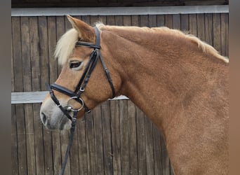 Haflinger, Mare, 10 years, 14,3 hh, Chestnut-Red