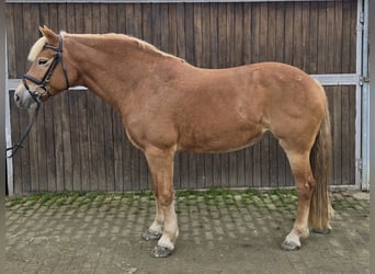 Haflinger, Mare, 10 years, 14,3 hh, Chestnut-Red