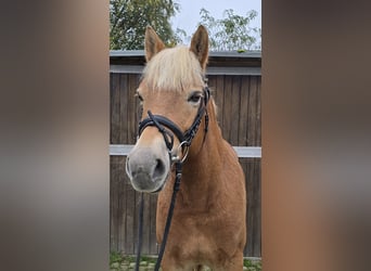 Haflinger, Mare, 10 years, 14,3 hh, Chestnut-Red