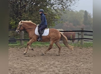 Haflinger, Mare, 10 years, 14,3 hh, Chestnut-Red