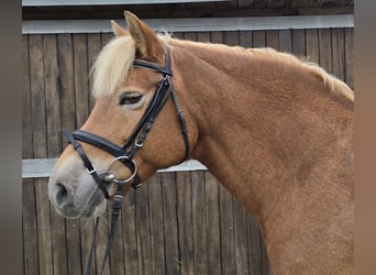 Haflinger, Mare, 10 years, 14,3 hh, Chestnut-Red