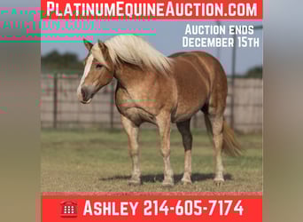 Haflinger, Mare, 10 years, 14 hh, Chestnut