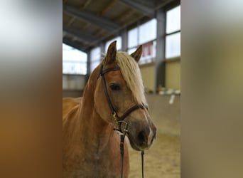 Haflinger, Mare, 10 years, 15.1 hh, Chestnut-Red