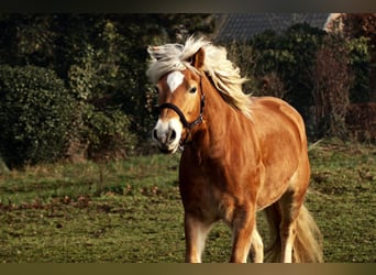 Haflinger, Mare, 10 years, 15,1 hh, Chestnut-Red