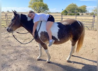 Haflinger Mix, Mare, 11 years, 12.1 hh